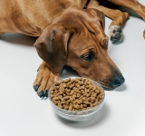 Anoressia, iporessia: perdita, riduzione dell'appetito nel cane